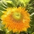Girasol Ojo de Tigre Mix - comprar online