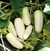 Pepinillo Blanco para conserva