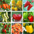 semillas pimiento chile aji heilroom organico huerta organica