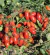 Cherry Datterino - LA HUERTA ORGÁNICA SEMILLAS