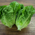 Lechuga Criolla