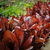 Lechuga Rouge D'Hiver