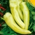 Ají vinagre - Pimiento Dulce Sweet Banana - comprar online