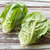 Lechuga Baby Sucrine