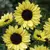Girasol Lemon Queen en internet