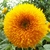 Girasol Teddy Bear