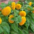 Girasol Teddy Enano