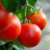 Tomate Money Maker