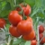 Tomate Redondo en Racimo