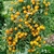 Cherry Tumbling Tom Yellow