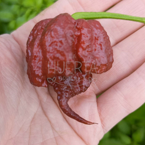 Carolina Reaper Chocolate