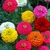 Zinnia Enana Lilliput