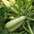 Zucchini