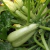 Zucchini