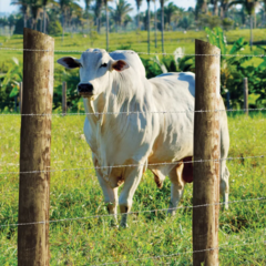 Banner da categoria Agropecuária
