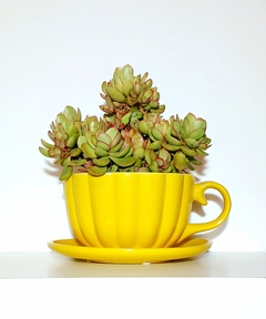 MACETA CON DISEÑO DE TAZA Y PLATO INCORPORADO / TIENE DRENAJE / NO IN CLUYE PLANTA - comprar online