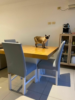 FUNDAS DE SILLA ELASTIZADA Standar