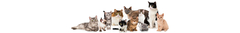 Banner de la categoría Adulto