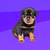 Cachorro