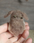Broche Coelhinho em Lã Feltrada na internet
