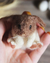 Broche Coelhinho em Lã Feltrada - loja online