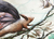 Pintura Original "Alae Magicae" - comprar online