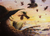 Imagem do Pintura Original "Strigispell"