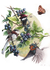 Arte Impressa "Confraria do Mirtilo" - comprar online