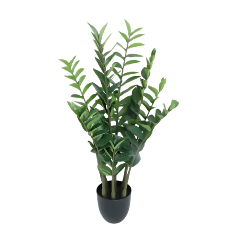 ZAMIOCULCA PLANTA DEL DINERO CON MACETA PLÁSTICA (40 X 87)