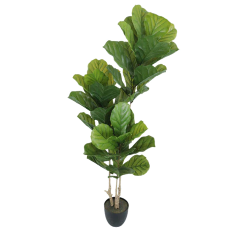 FICUS LYRATA POR 1,60MTS.