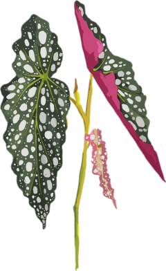 Remera Begonia - Axolote Sin Género