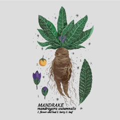 Remera Mandrágora Negra en internet