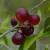 Camu-camu em pó 200g