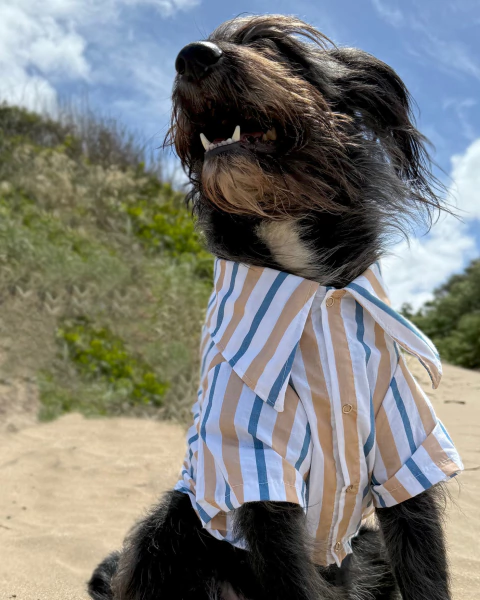 CAMISA PUNTA - comprar online