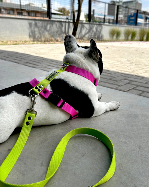 ARNES H CINTA CANINA 25 mm - comprar online