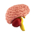 Biomodelo Hemisferio Cerebro - comprar online