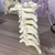 7 Vertebras Cervicales Escala 1:1