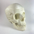 Cráneo Humano Adulto - Anatomia 3D