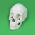 KIT HUESOS 03 - comprar online