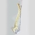 Columna Vertebral Articulada + Pelvis + Base y Soporte - comprar online