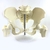 Pelvis Femenina Tamaño Real