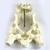 Pelvis Femenina Tamaño Real - comprar online