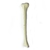 Hueso Tibia Tamaño Natural Desmontable