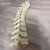 12 Vertebras Torácicas Escala 1:1