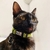 Coleira Gatos - Neon na internet