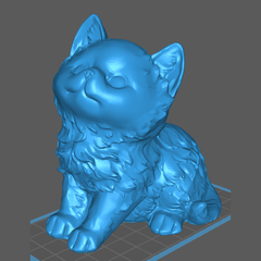 Filhote de Gato