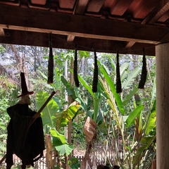 Incenso, bastão de ervas de eucalipto - Rezofolha