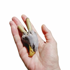 kuripe Águia (cabeça)