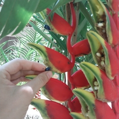 Sementes da Heliconia Rostrata