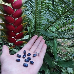 Sementes da Heliconia Rostrata - comprar online
